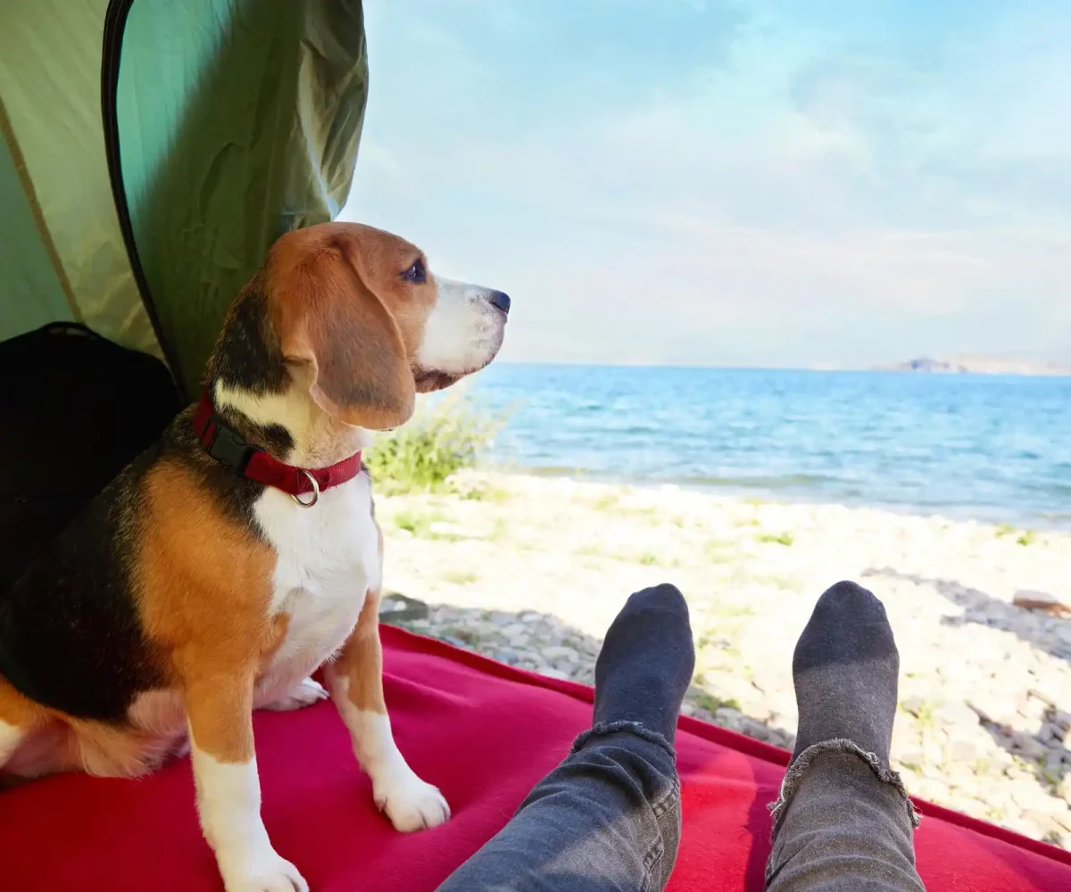 Pet-friendly US vacation hiking trail