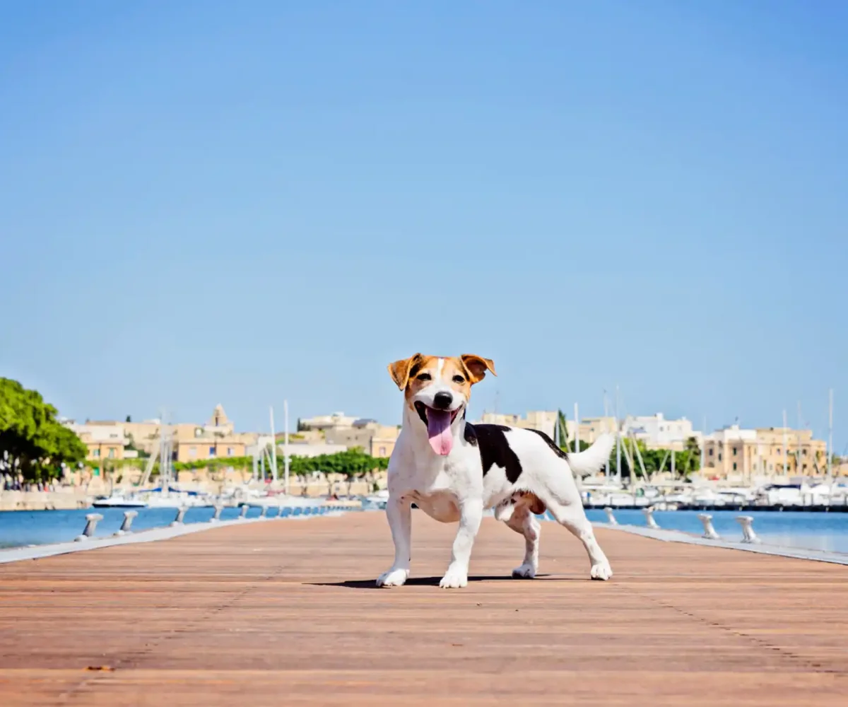 The 20 Best Pet-Friendly Vacation Spots in the US